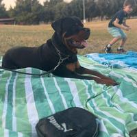 Rottweiler x monta