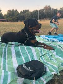 Rottweiler x monta