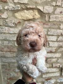 Lagotto romagnolo