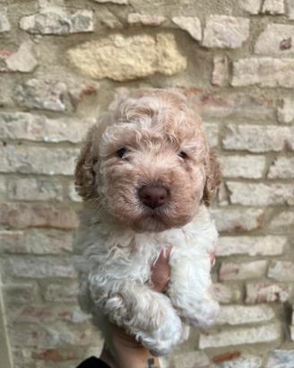 Lagotto romagnolo