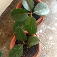 2 ficus elastica