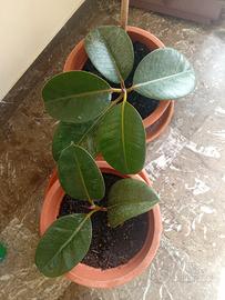 2 ficus elastica
