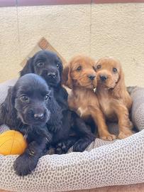 Cuccioli di Cocker Spaniel Inglese dolcissimi