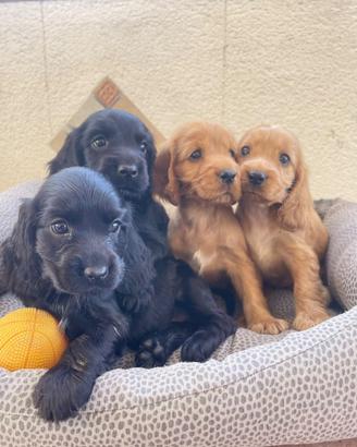Cuccioli di Cocker Spaniel Inglese dolcissimi