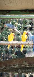 Parrocchetti dal collare