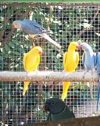 Parrocchetti dal collare
