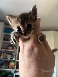 Regalasi 2 gattini(SOLO PERSONE SERIE)