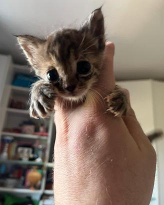 Regalasi 2 gattini(SOLO PERSONE SERIE)