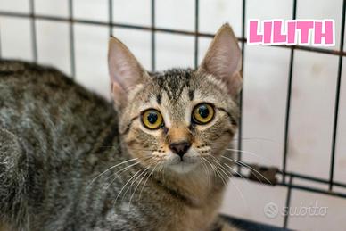 Lilith gattina tigrata di tre mesi