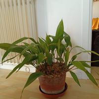 Aspidistria pianta della nonna