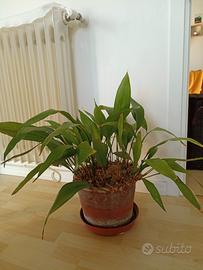 Aspidistria pianta della nonna