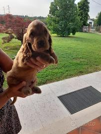 Cocker Spaniel cuccioli