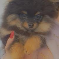 Spitz di pomerania nano