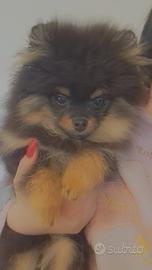 Spitz di pomerania nano