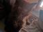 Immagine 6