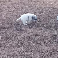Cuccioli mix pastore del Caucaso