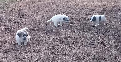 Cuccioli mix pastore del Caucaso