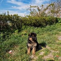 Cucciolotti