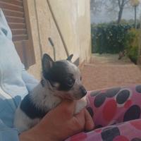 Cagnolini piccola taglia