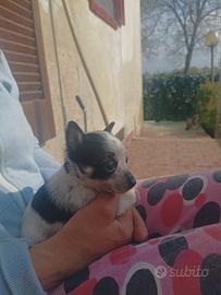 Cagnolini piccola taglia