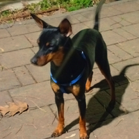 Pinscher femmina di un anno