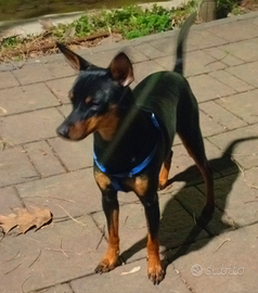 Pinscher femmina di un anno