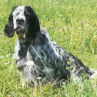 Setter ingledi pronta caccia