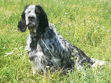 Setter ingledi pronta caccia