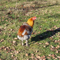 Galline araucana