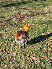 Galline araucana