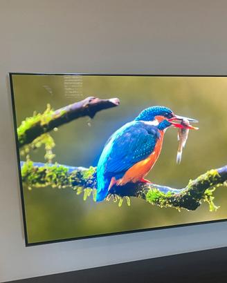 Samsung OLED 55 QE55S95BATXXH Garaznzia fino 2028