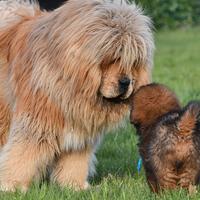 Mastino Tibetano