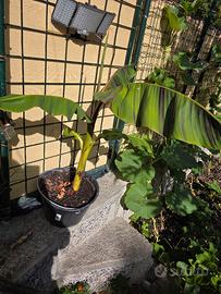 Banano Musa sikkimensis “Ever Red”