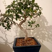 bonsai 