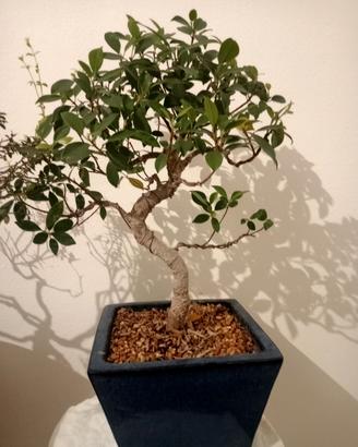 bonsai 