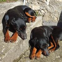 Cane per monta (Jagd Terrier)