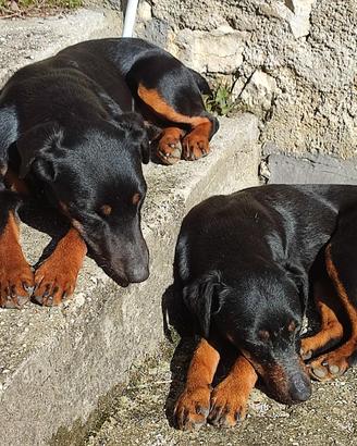 Cane per monta (Jagd Terrier)