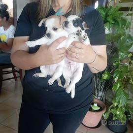 Cucciolo di chihuahua