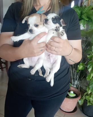 Cucciolo di chihuahua