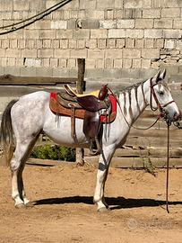 Cavalla Quarter Horses