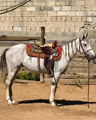 Cavalla Quarter Horses