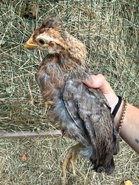 Gallina legbar
