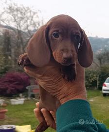 Cuccioli bassotto tedesco