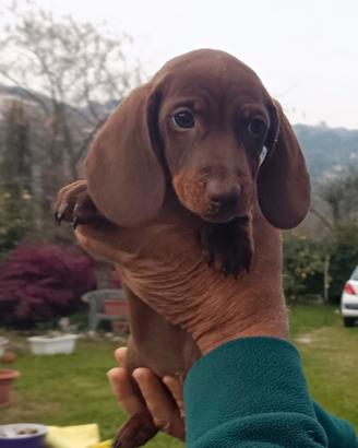 Cuccioli bassotto tedesco