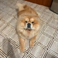 Chow Chow femmina