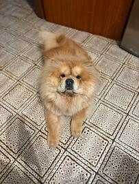 Chow Chow femmina