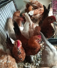 Galletti di sabelpoot