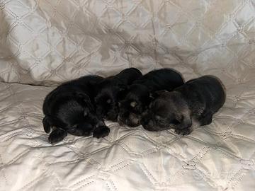 Splendidi cuccioli di Schanuzer nano