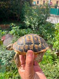 Testudo hermanni hermanni
