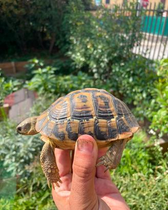 Testudo hermanni hermanni
